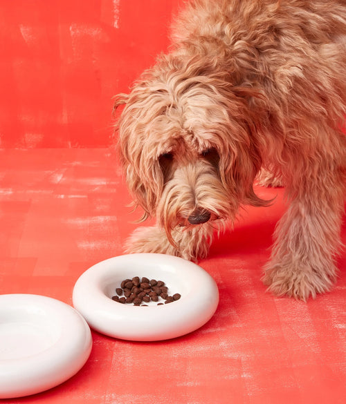 Ceramiczna miska dla psa - Biała - Codino