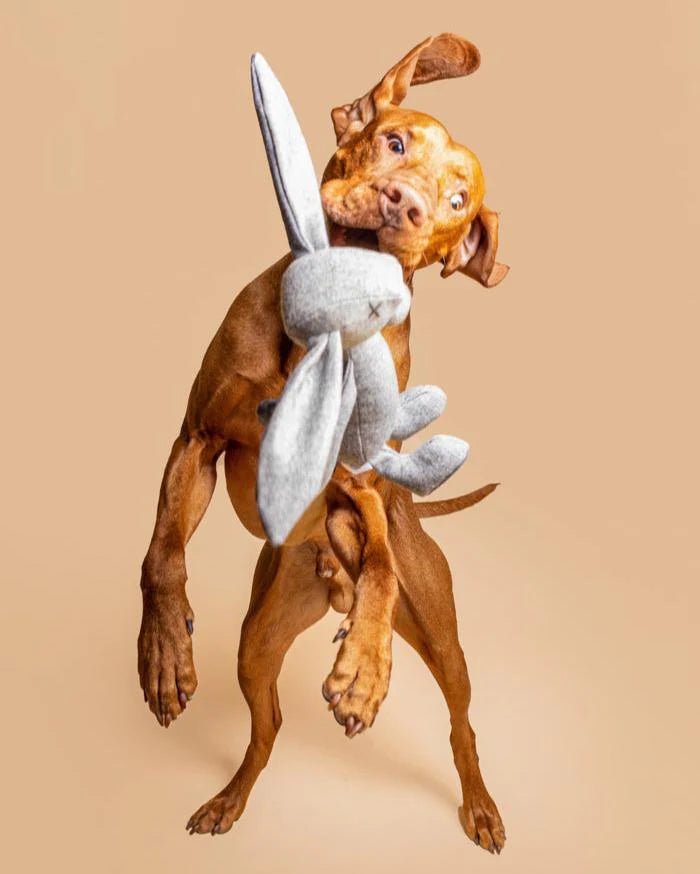 Pluszowa zabawka dla psa królik Rupert - Codino