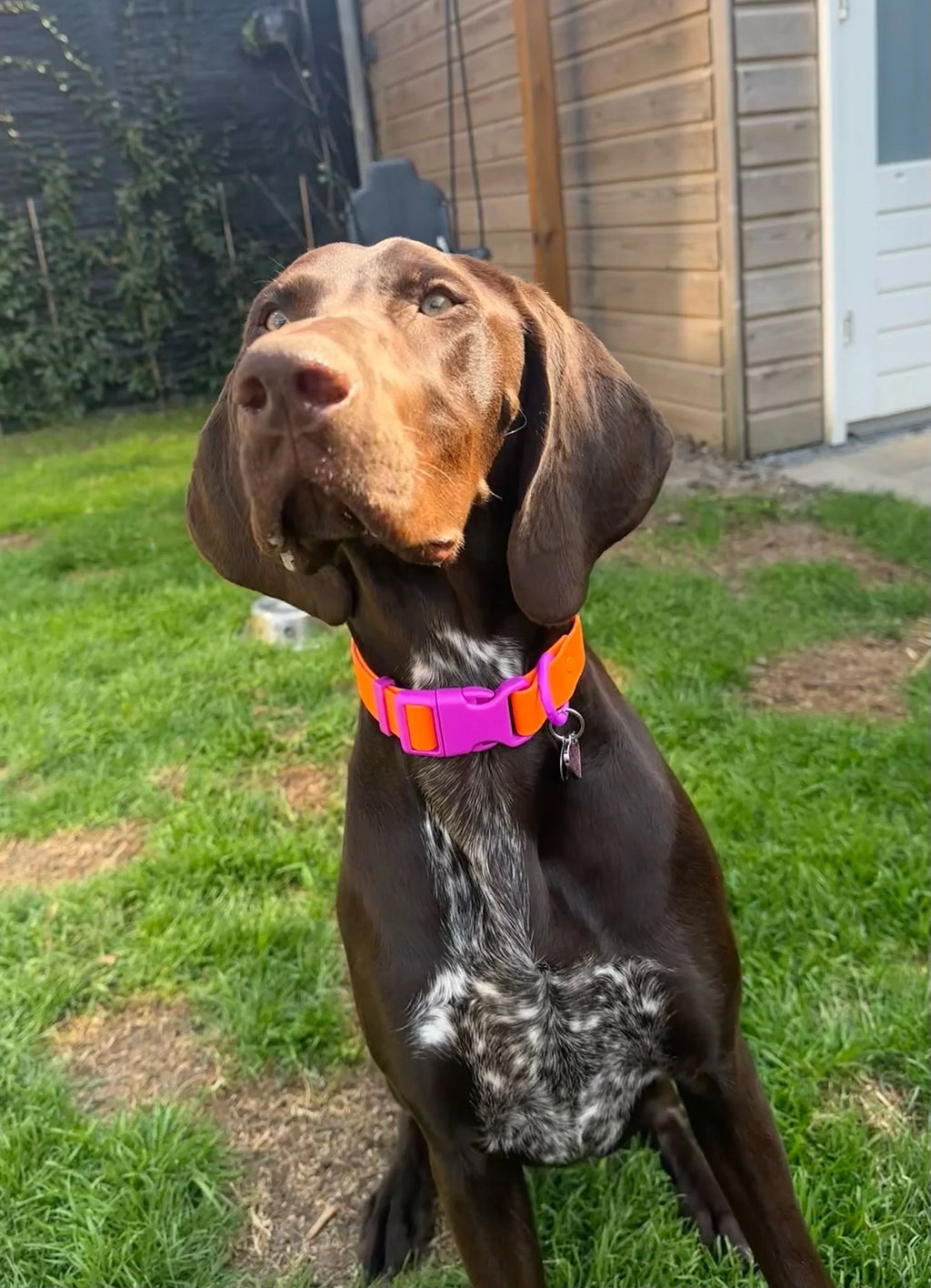 Zestaw The Fritz Purple Orange - Codino